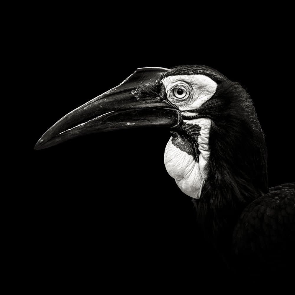 Dramatic Hornbill Profile by Christian Meermann — canvas wall art