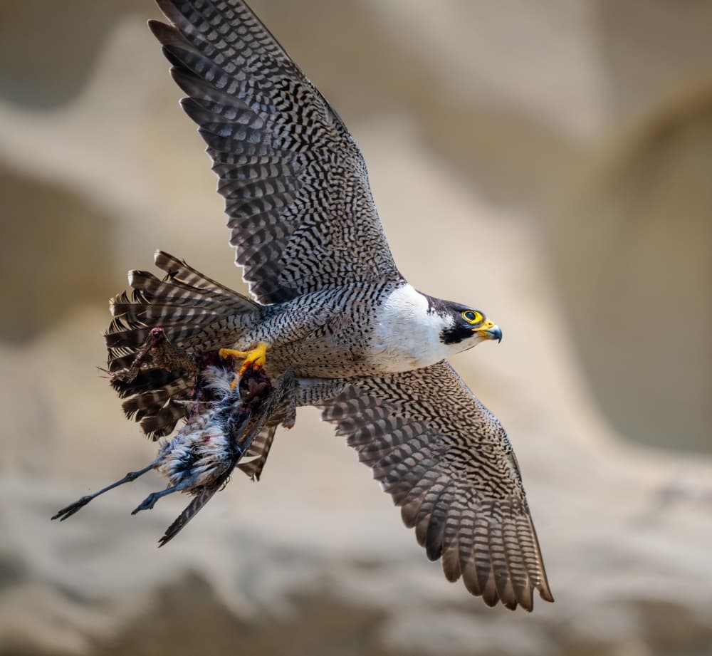 Peregrine Falcon Hunts Prey by Allen SDCA — canvas wall art