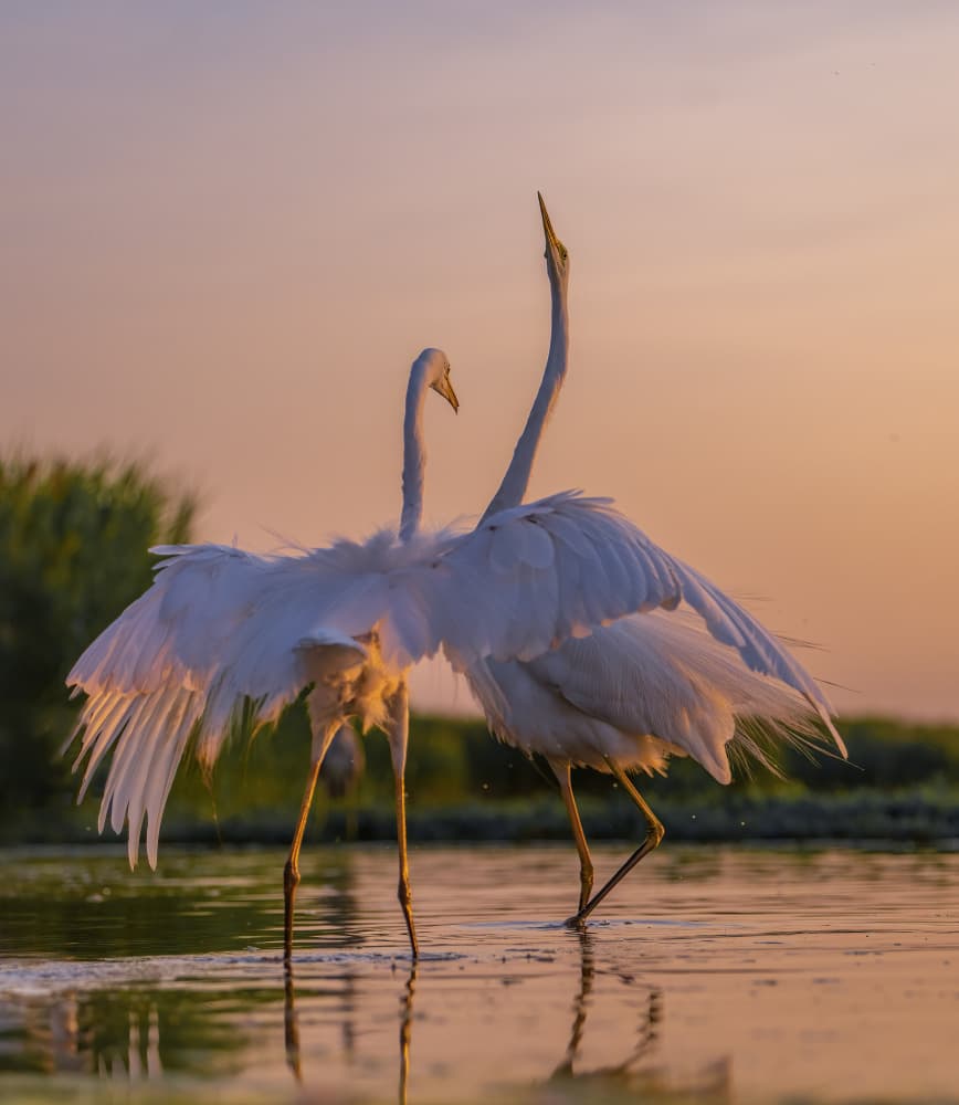 Graceful Egrets Sunset by Judy Tseng — canvas wall art
