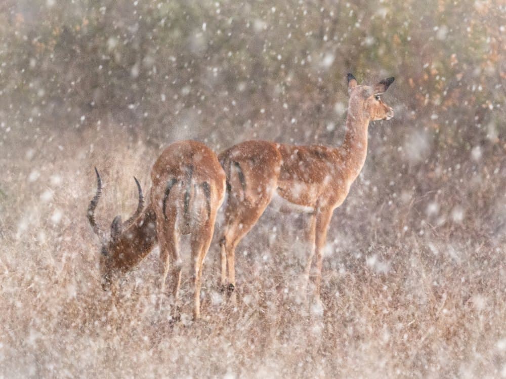 Impalas In The Snow by Sayyed Nayyer Reza — canvas wall art