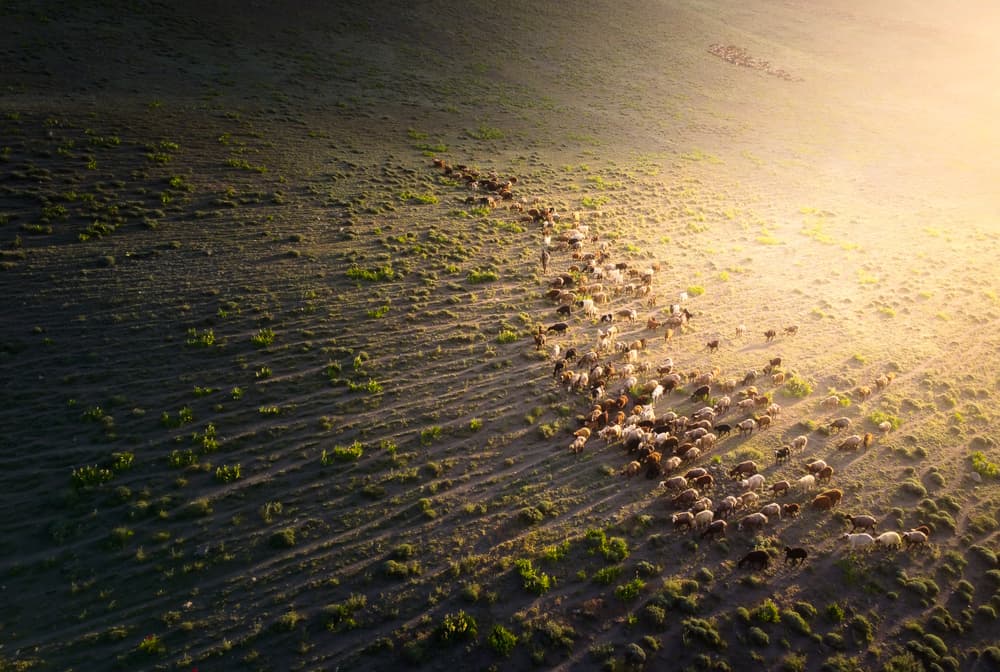 Golden Light Sheep Pasture by Majid Behzad — canvas wall art