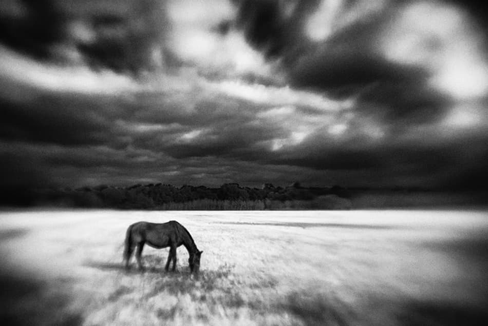 Grazing Horse Dark Sky by Codrin Lupei — canvas wall art