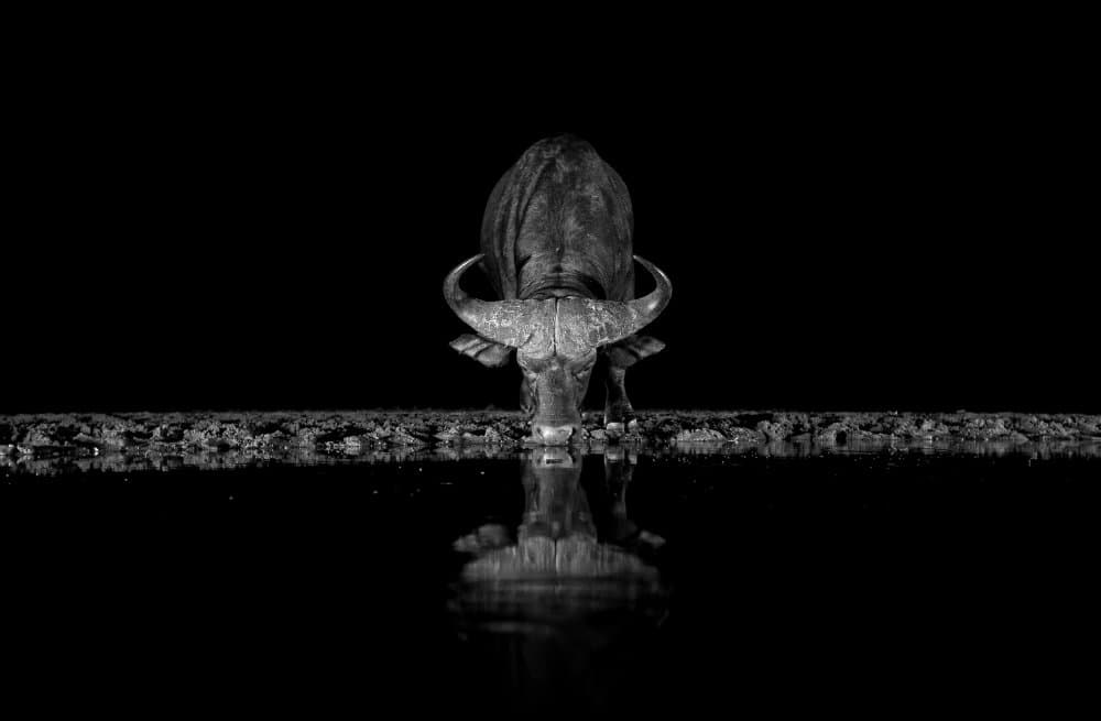 Dark Water Buffalo by Jaco Marx — canvas wall art