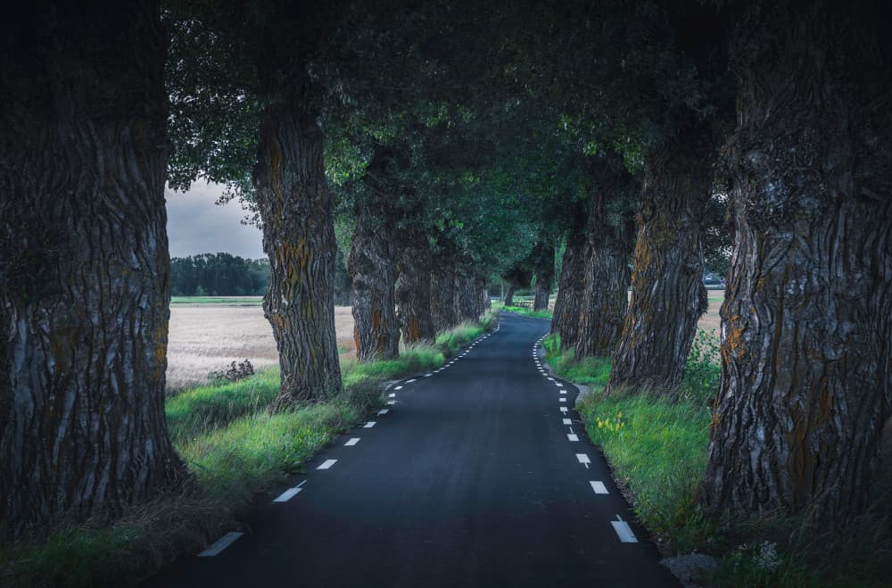 Winding Tree Avenue by Christian Lindsten — canvas wall art