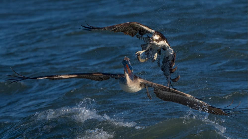 Osprey Pelican Struggle by John Fan — canvas wall art