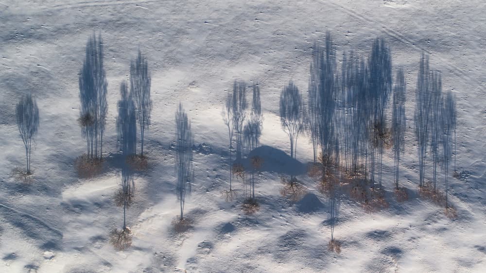 Long Winter Shadows by TIANQI — canvas wall art