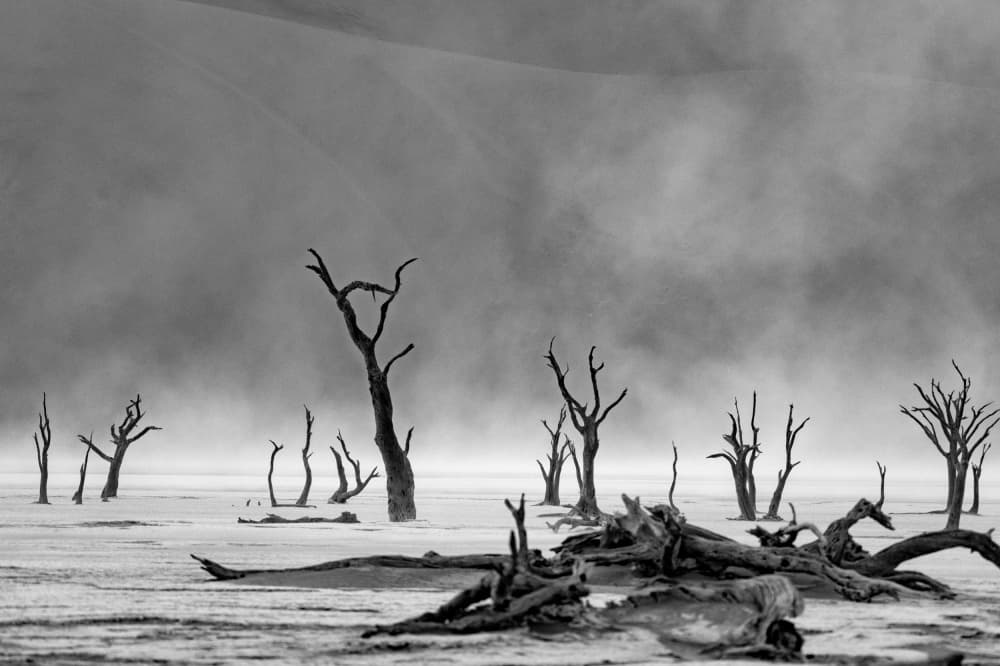 Stark Desert Trees by Gina Buliga — canvas wall art