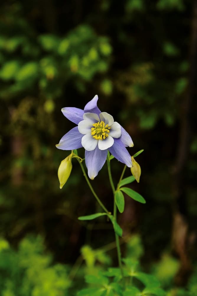Purple Columbine Bloom by Del Mundo Portraits — canvas wall art