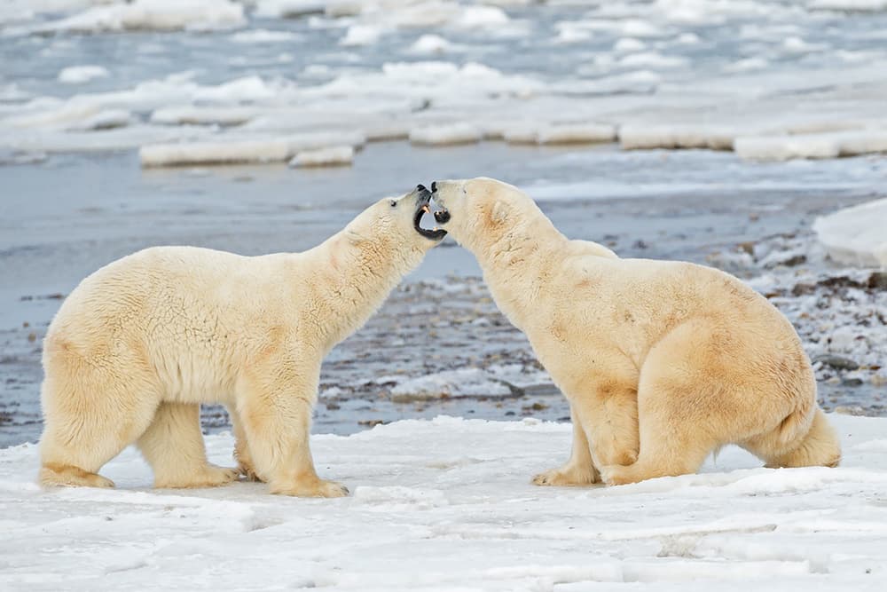 Playful Polar Bears by Marco Pozzi — canvas wall art