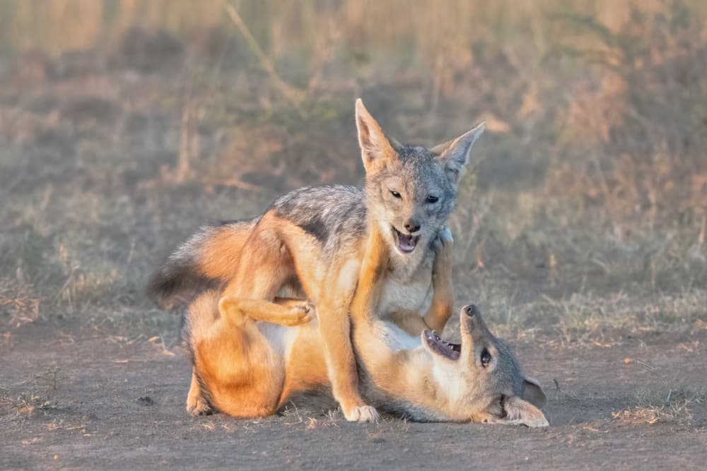 Playful Jackals Safari by MIN LI — canvas wall art