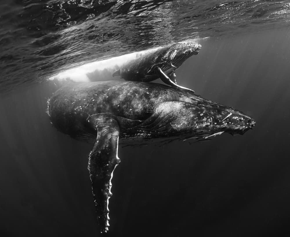 Humpback Mother Calf by KIMIO KOBAYASHI — canvas wall art