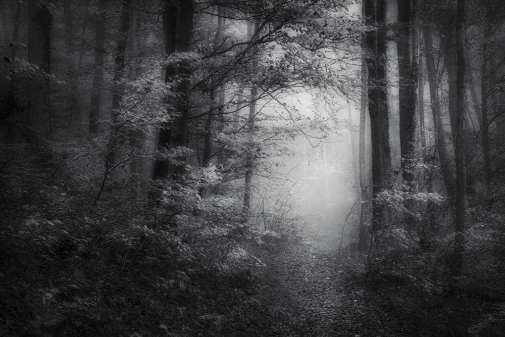Foggy Forest Path by Norbert Maier — canvas wall art