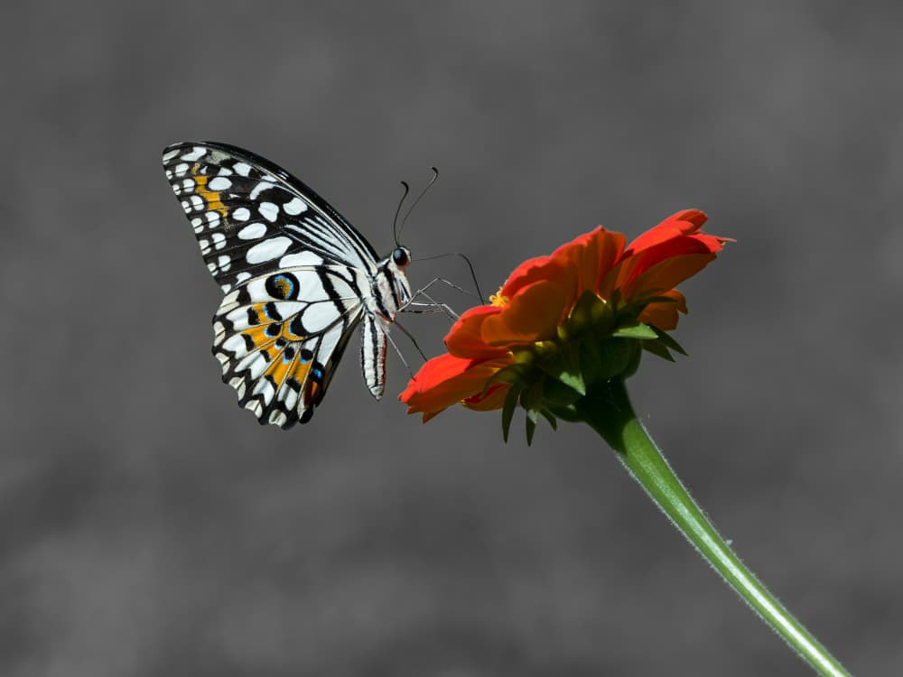 Vibrant Butterfly on Orange Flower by Patrick Dessureault — canvas wall art