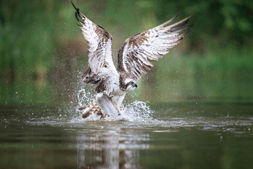Osprey Fishing Dive by Howard Ashton-Jones — canvas wall art