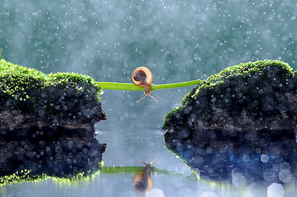 Tiny Snail Journey by Andri Priyadi — canvas wall art