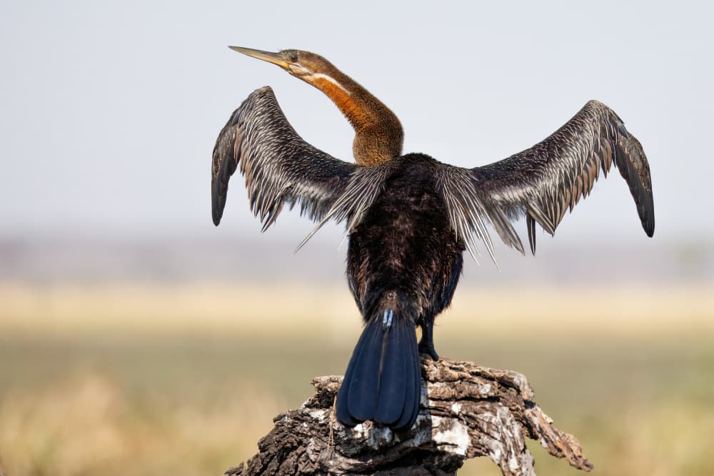Graceful Darter Drying Wings by Ali Khataw — canvas wall art