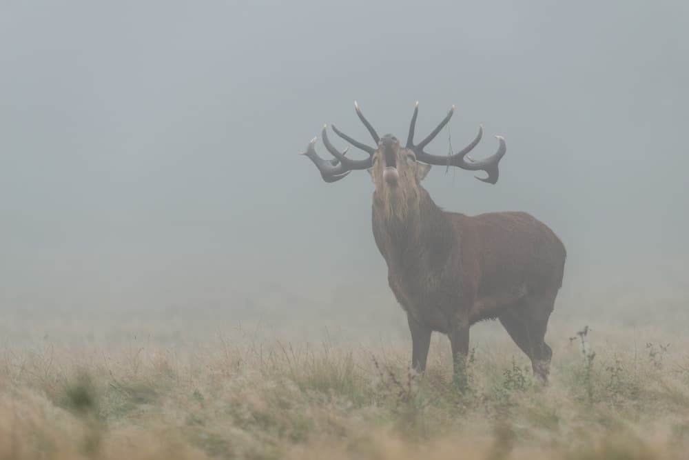 Misty Roaring Stag by Radojica Jevric fotorax — canvas wall art