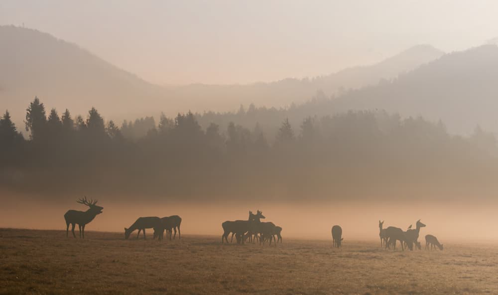 Deer in Morning Mist by Radojica Jevric fotorax — canvas wall art