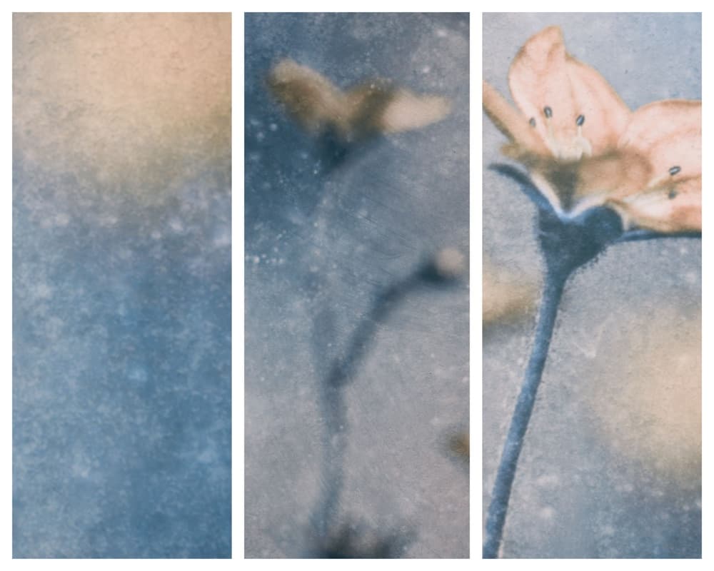 Soft Frozen Bloom by Delphine Devos — canvas wall art
