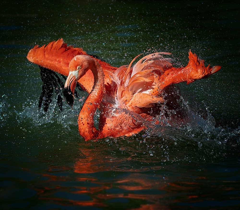 Dynamic Flamingo Splash by David H Yang — canvas wall art