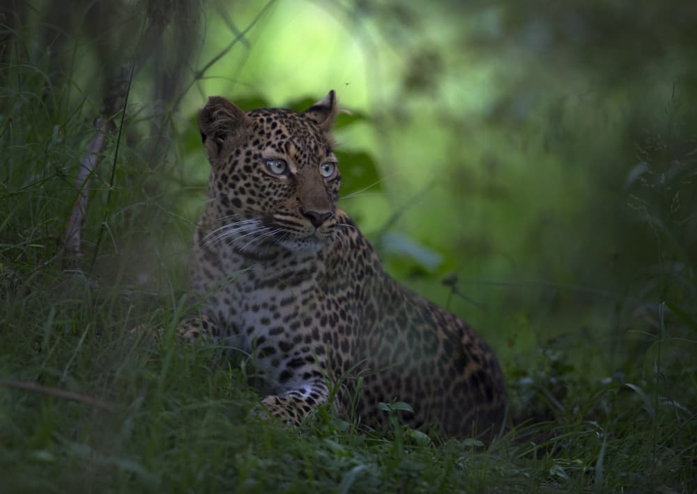 Watchful Leopard In Greens by Roshkumar — canvas wall art