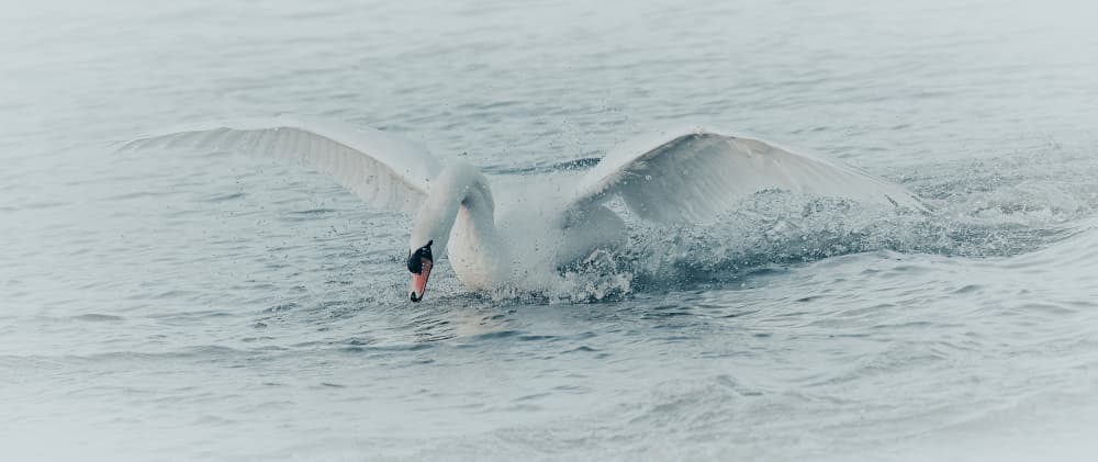 White Swan Splash by Stuart Williams — canvas wall art