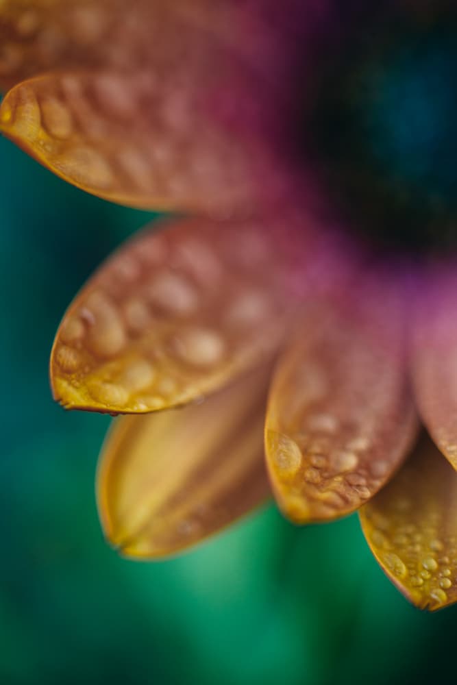 Fresh Dewy Petals by Javier Pardina — canvas wall art