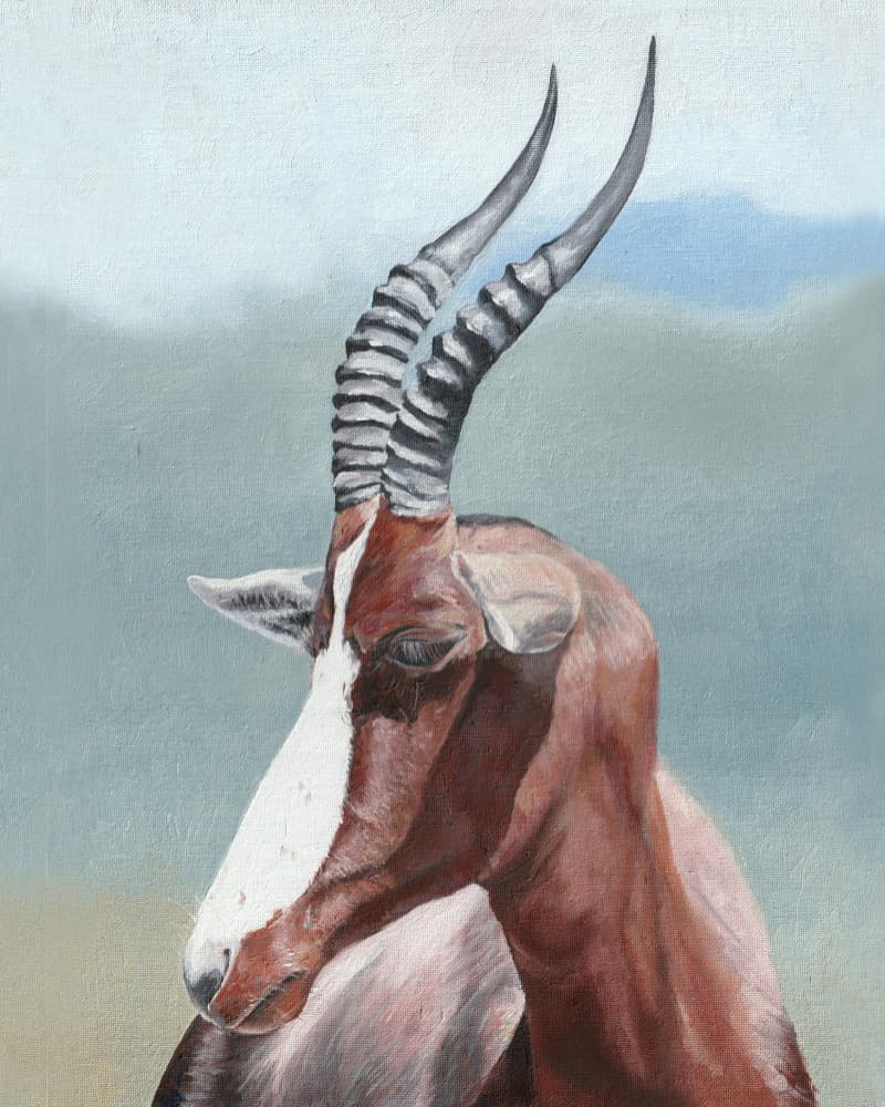 Majestic Blesbok Profile by Viccy Wanliss — canvas wall art