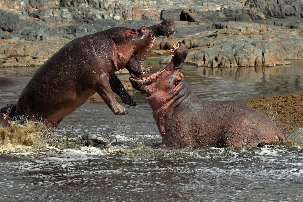 Hippos Battle In Water by Nicolás Merino — canvas wall art