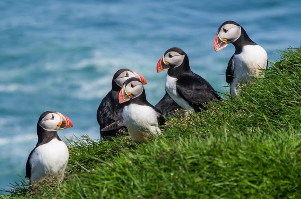 Puffins on Coastal Cliff by Joshua Raif — canvas wall art