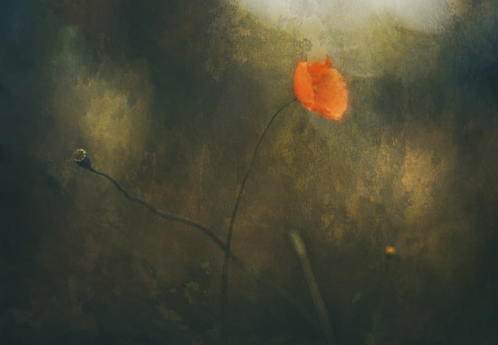 Dreamy Red Poppy by Jan van der Linden — canvas wall art