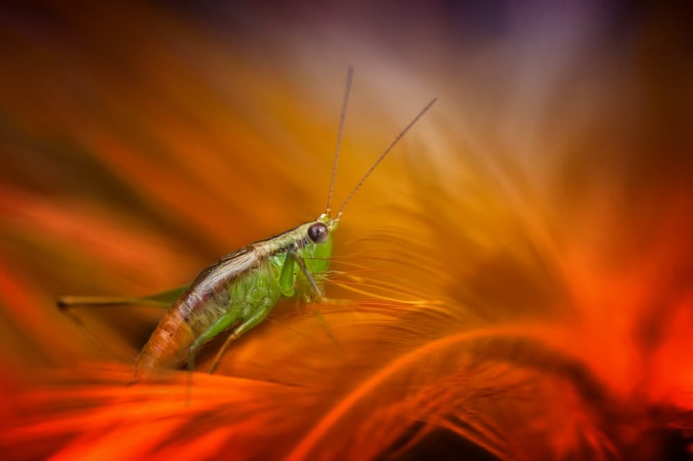 Vibrant Green Grasshopper by Fauzan Maududdin — canvas wall art