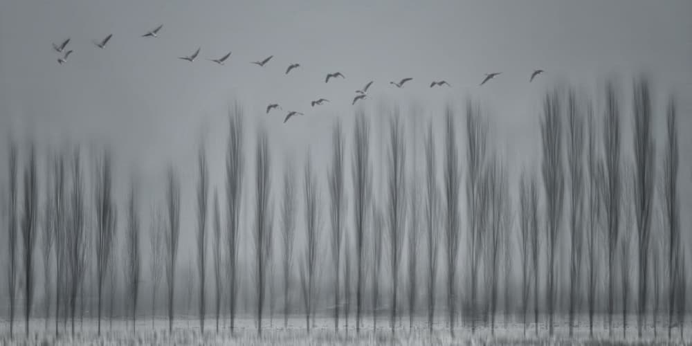 Birds Over Blurred Trees by Yvette Depaepe — canvas wall art