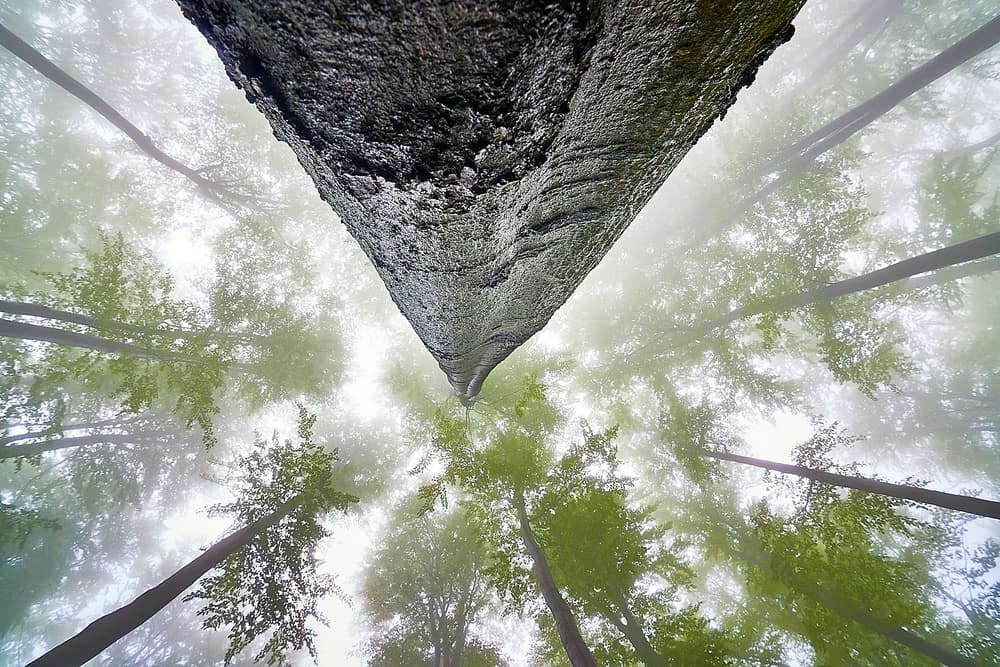 Misty Forest Canopy by Tom Pavlasek — canvas wall art
