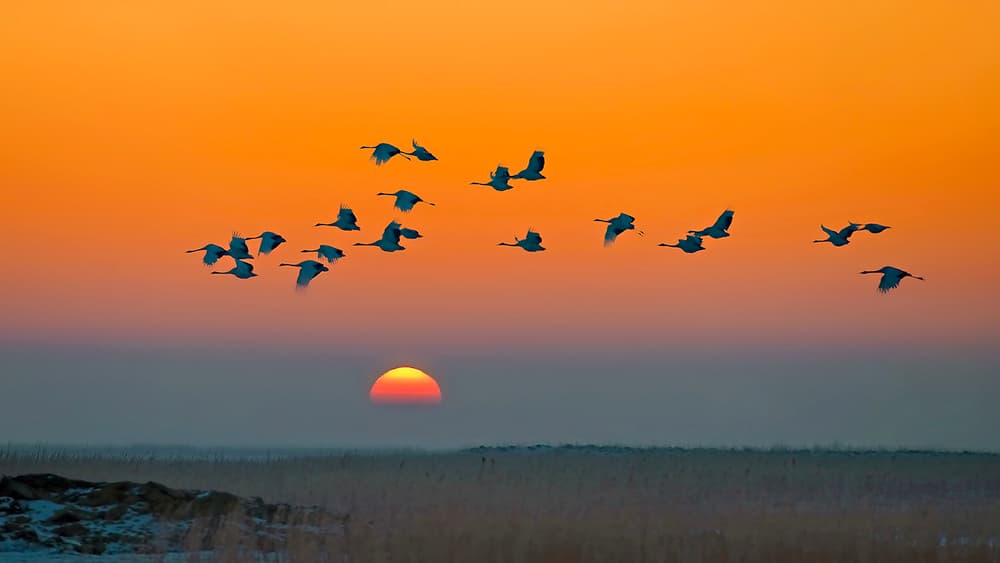Majestic Birds Sunset by Hua Zhu — canvas wall art