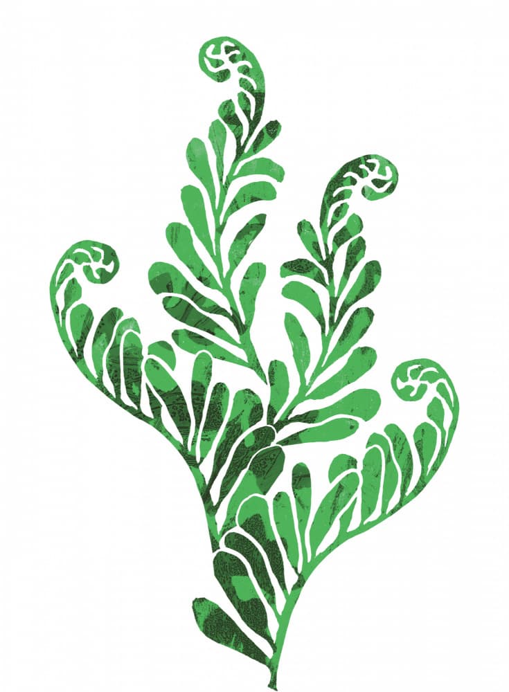Vibrant Fern Foliage by Melissa McKeagney — canvas wall art