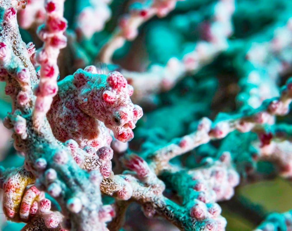 Pygmy Seahorse Camouflage by Serge Melesan — canvas wall art
