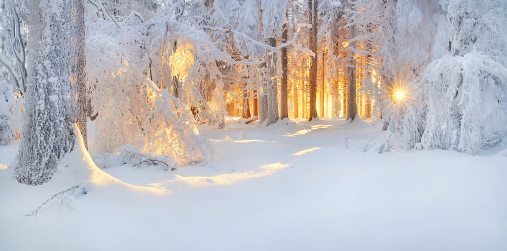 Golden Winter Woods by Burger Jochen — canvas wall art