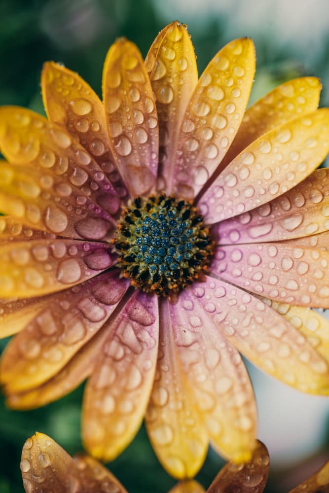 Dew Kissed Daisy by Javier Pardina — canvas wall art