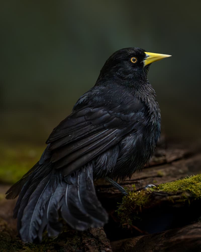 Glistening Black Bird by Lisandro PEREZ — canvas wall art