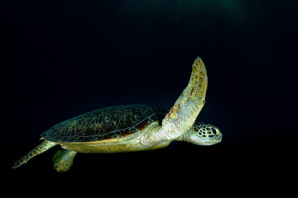 Swimming Deep Sea Turtle by Serge Melesan — canvas wall art