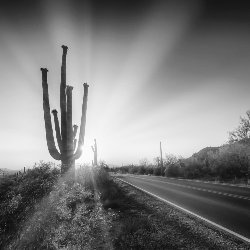 Saguaro Sunburst Road by Melanie Viola — canvas wall art