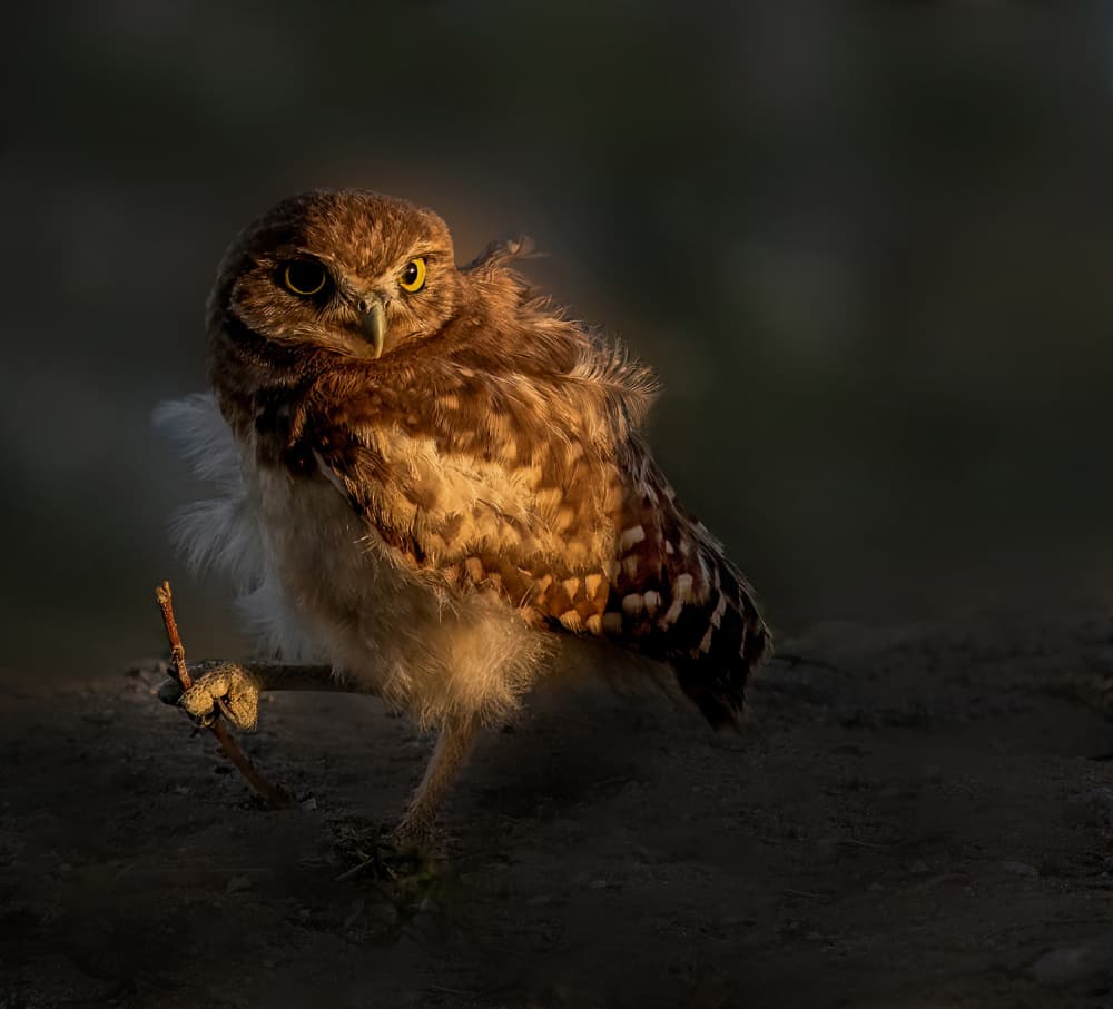 Sunlit Burrowing Owl by NanZ — canvas wall art