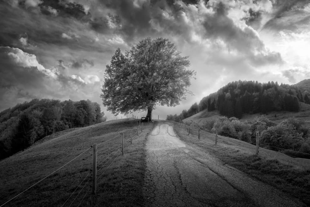 Winding Path Lone Tree by Thomas de Franzoni — canvas wall art
