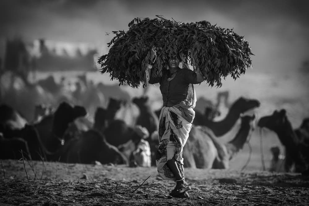 Desert Camel Burden by Pavol Stranak — canvas wall art