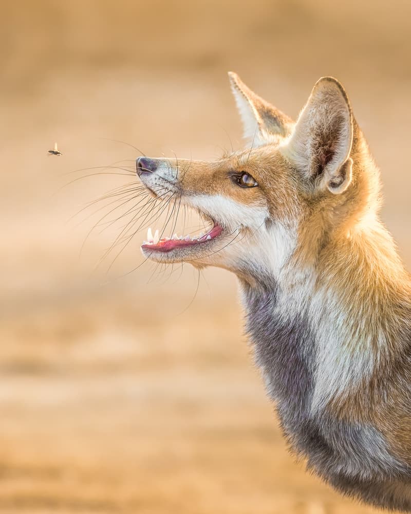 Curious Fox and Fly by Faisal ALnomas — canvas wall art