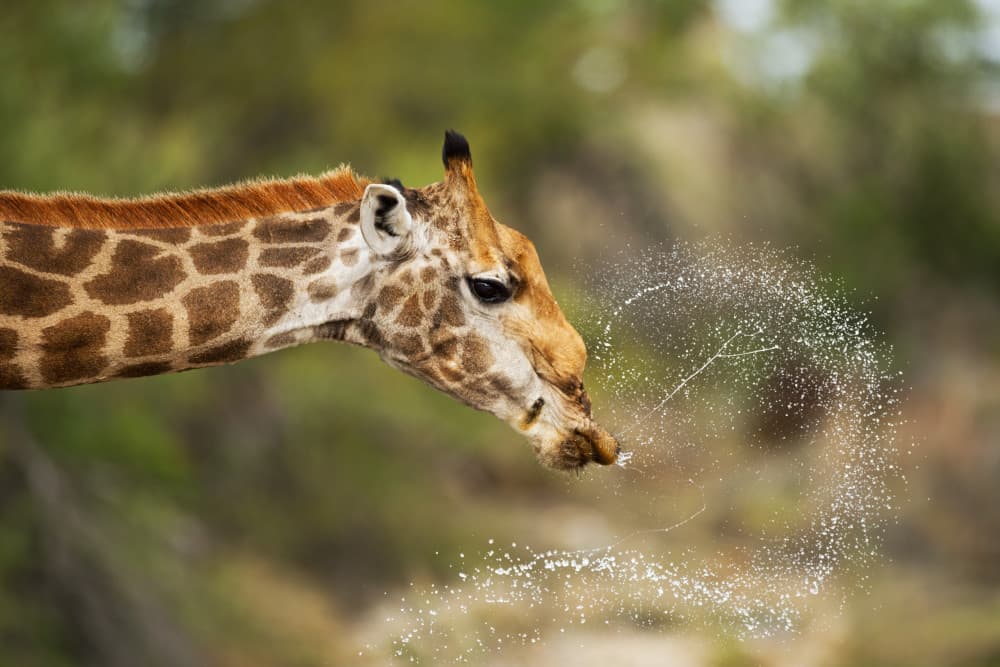 Giraffe Water Splash by Marco Pozzi — canvas wall art