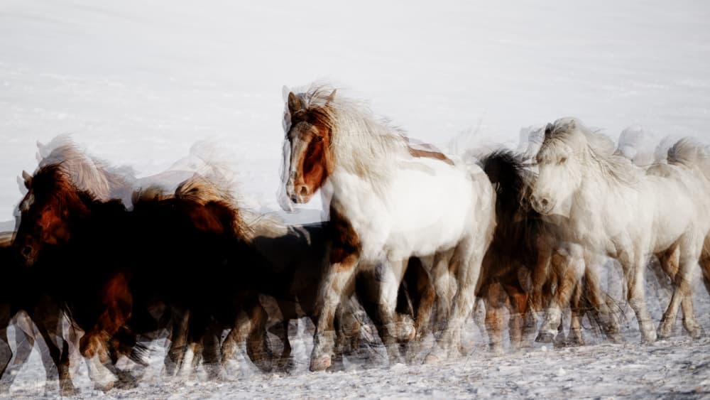 Wild Horses in Winter Motion by Chuanxu Ren — canvas wall art