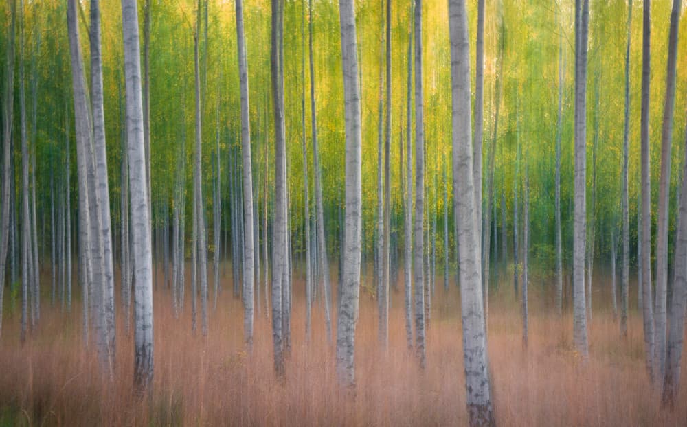 Tranquil Aspen Forest by Christian Lindsten — canvas wall art