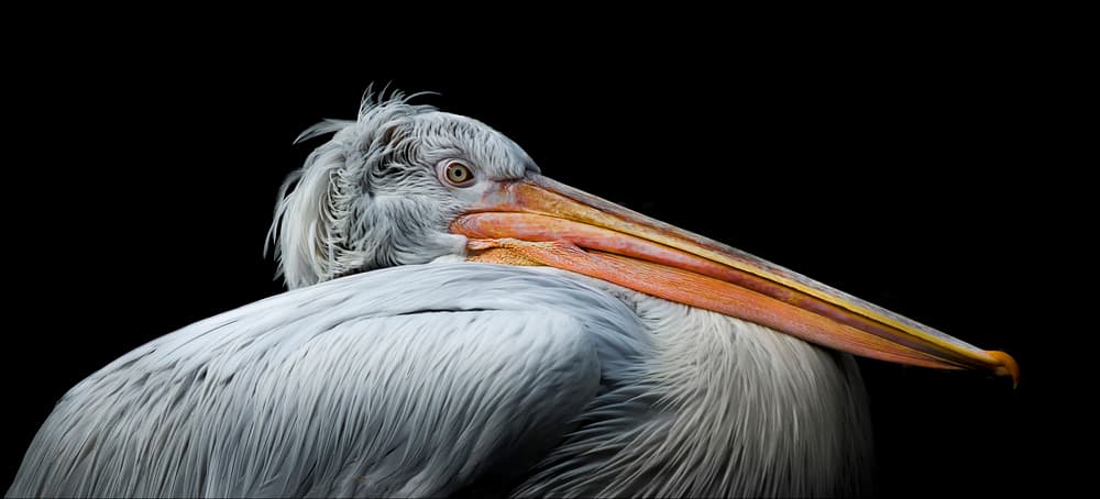 Dalmatian Pelican Portrait by Chris Coenders — canvas wall art